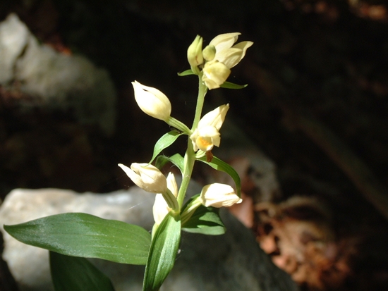 Cephalantera longifolia, C. damasonium
